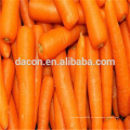 óleo de beta-caroteno